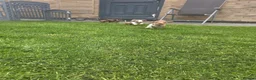 Miniature Dachshund dogs for sale: K.C Miniature Dachshunds Isabella Dapple PRA clear - Advert 8