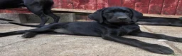 Labrador Retriever dogs for sale: Labrador retriever puppies - Advert 15
