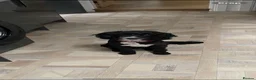 Mixed Breed dogs for stud: Shuggy our poodle cross springer spaniel stud dog in Carlisle - Advert 2