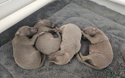 Whippet dogs for sale: KC Registered Blue Laguna Whippets - Image 8