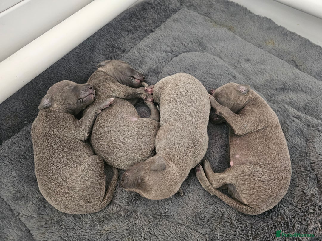 Whippet dogs for sale: KC Registered Blue Laguna Whippets - Image 8