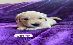 Golden Retriever dogs for sale: Gorgeous chunky golden retriever puppies - Image 4
