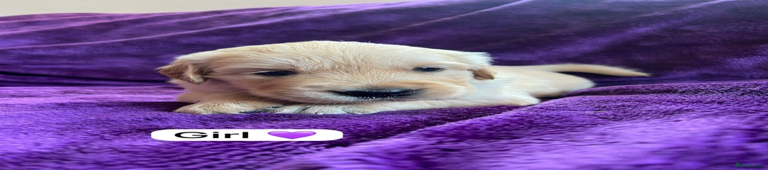 Golden Retriever Puppy 4