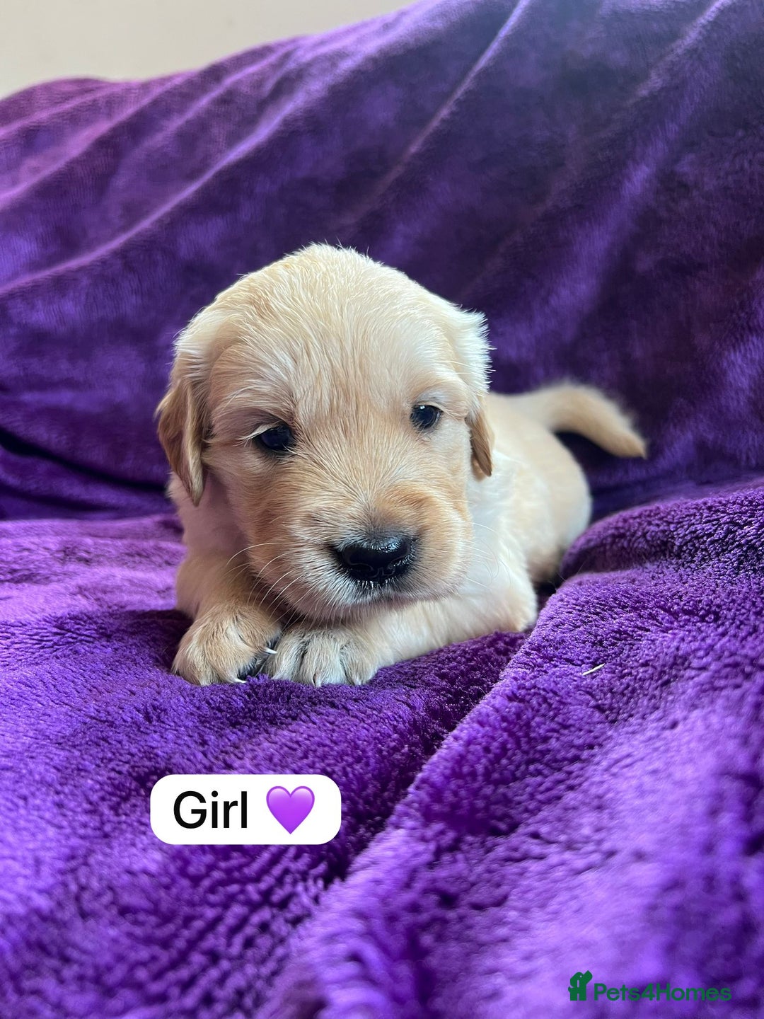 Golden Retriever dogs for sale: Gorgeous chunky golden retriever puppies - Image 4