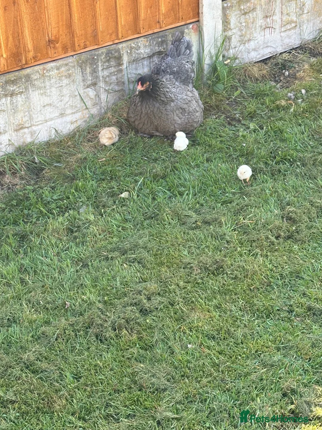 Chickens poultry for sale: Chickens for sale - Advert 22