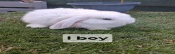 Mini Lop rabbits for sale: Mini lop rabbits - Advert 4