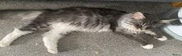 Maine Coon cats for sale: 1 year old male Maine coon - Advert 3