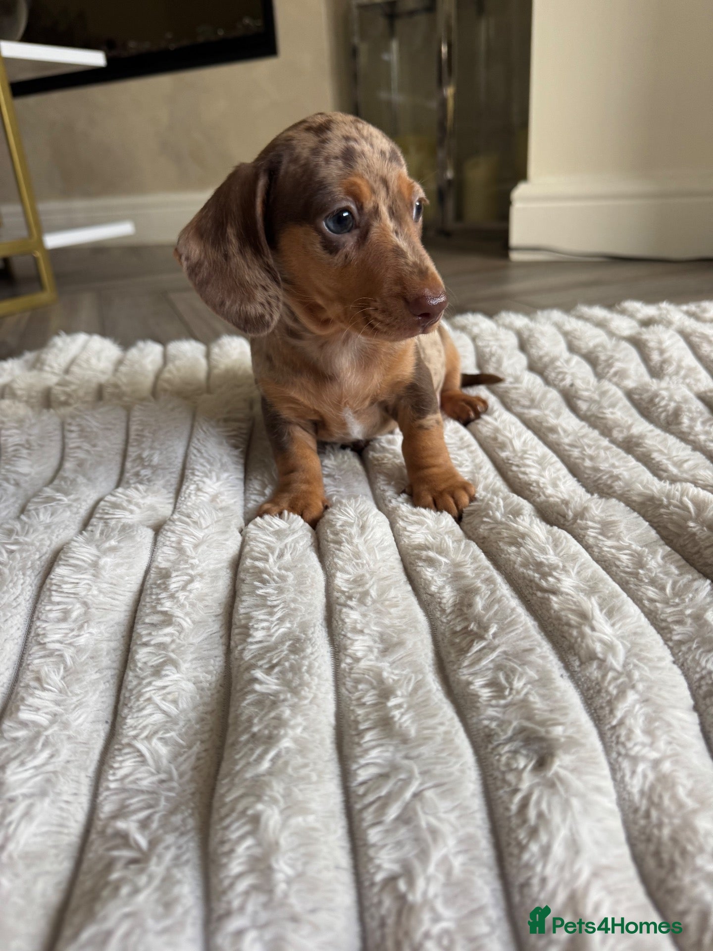 Miniature Dachshund dogs for sale: Miniature dachshund  - Advert 1