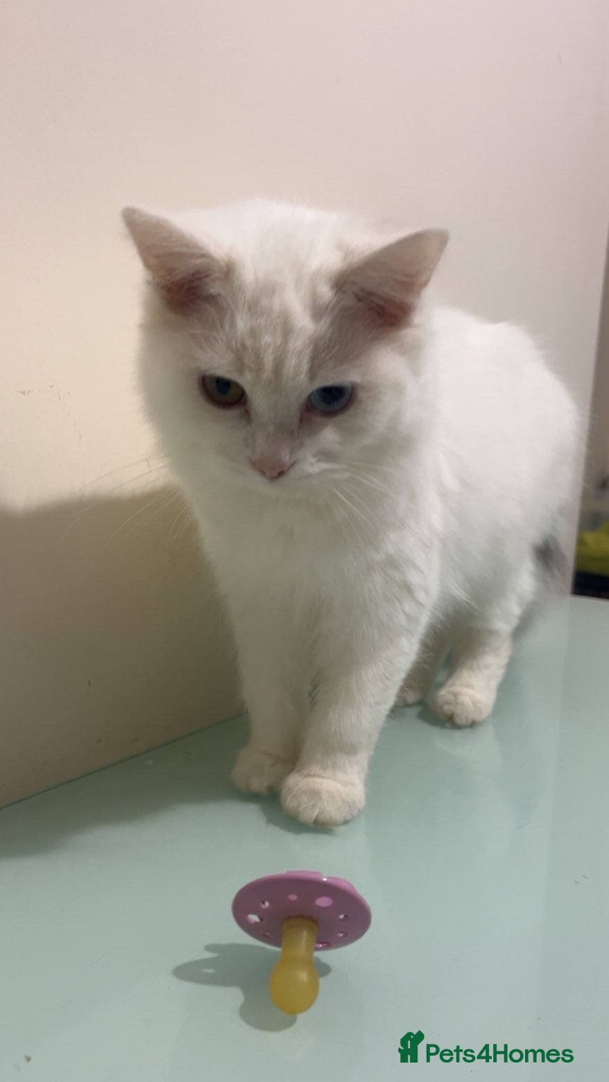 Turkish Angora cats Beautiful Female Kitten Looking for a Loving Home - Advert 4