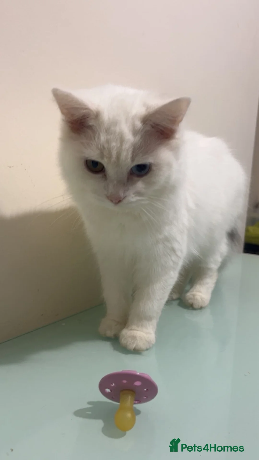 Turkish Angora cats for sale: Beautiful Female Kitten Looking for a Loving Home - Advert 1