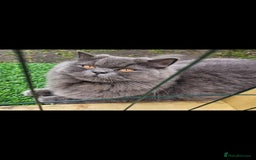 British Longhair cats for sale: 💙 Gorgeous British Longhair Queen 💙 - Image 1