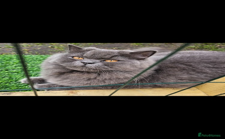 British Longhair cats - Advert 2