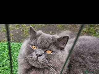 British Longhair cats - Advert 1