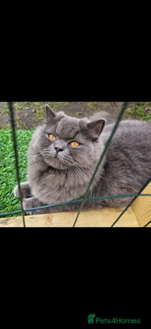 British Longhair cats - Advert 6