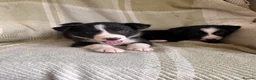 Border Collie dogs for sale: KC/ISDS Registered Beautiful Border Collie Pups - Advert 17