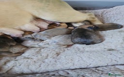 French Bulldog dogs for sale: Gorgeous french bulldogs - Image 28