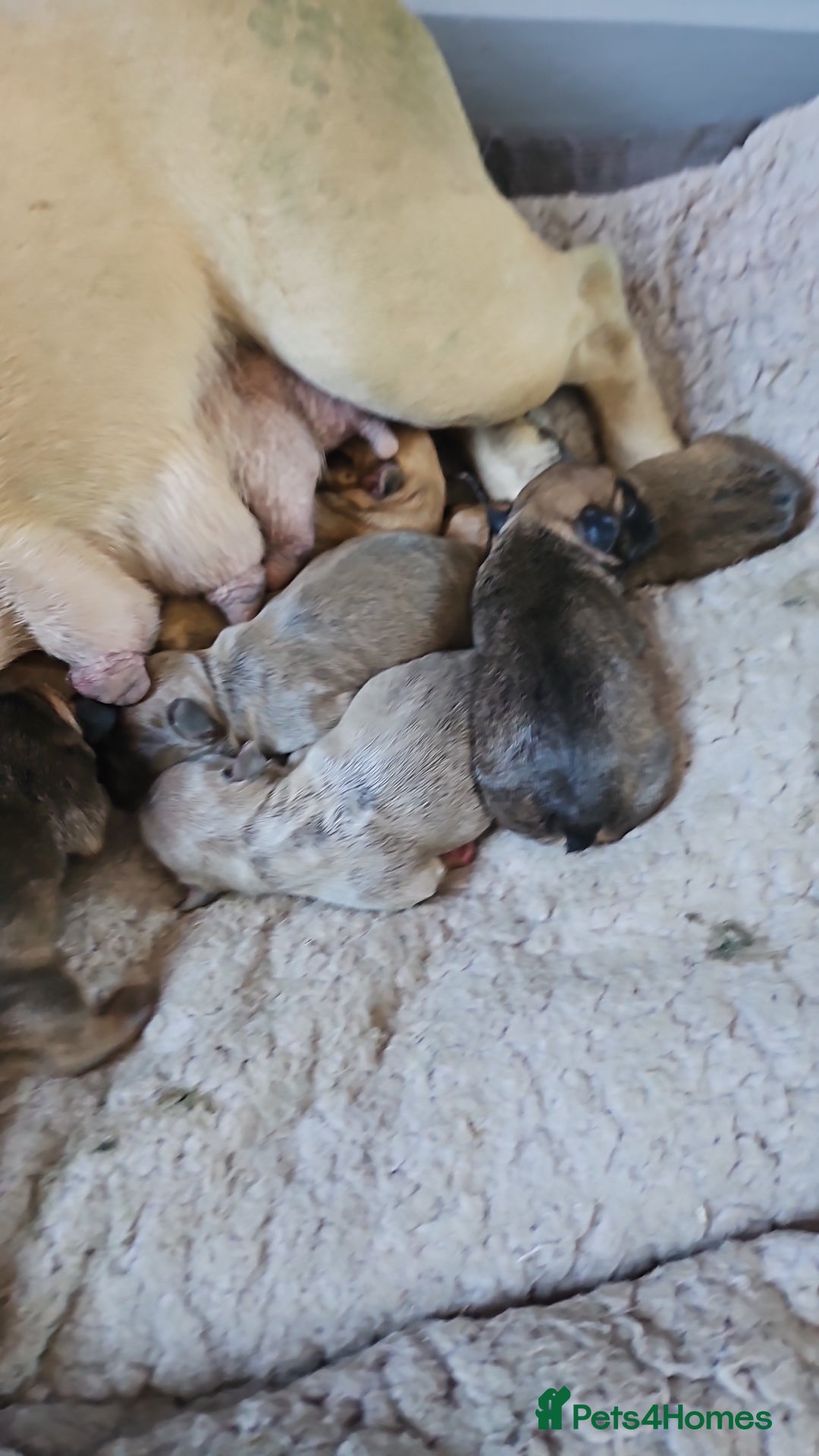 French Bulldog dogs for sale: Gorgeous french bulldogs - Image 28