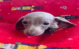Miniature Dachshund dogs for sale: Miniature Dachshund  - Image 9