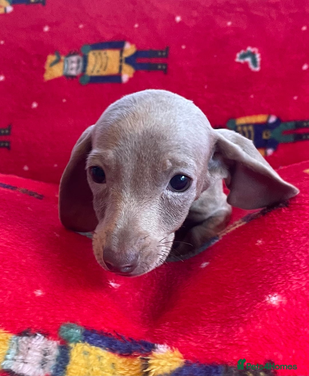 Miniature Dachshund dogs for sale: Miniature Dachshund  - Image 9