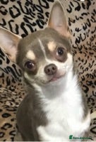 Chihuahua dogs KC STUD BOYS . STUD ONLY.  in Mansfield - Advert 10