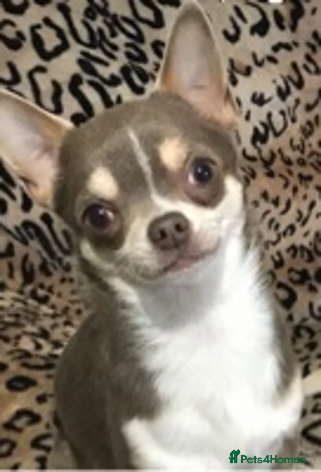 Chihuahua dogs for stud: KC STUD BOYS . STUD ONLY.  in Mansfield - Advert 1