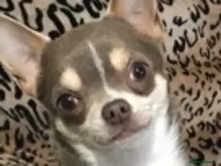 Chihuahua dogs KC STUD BOYS . STUD ONLY. in Mansfield - Advert 12