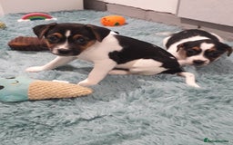 Jack Russell dogs for sale: Stunning jack Russell puppies  - Image 10