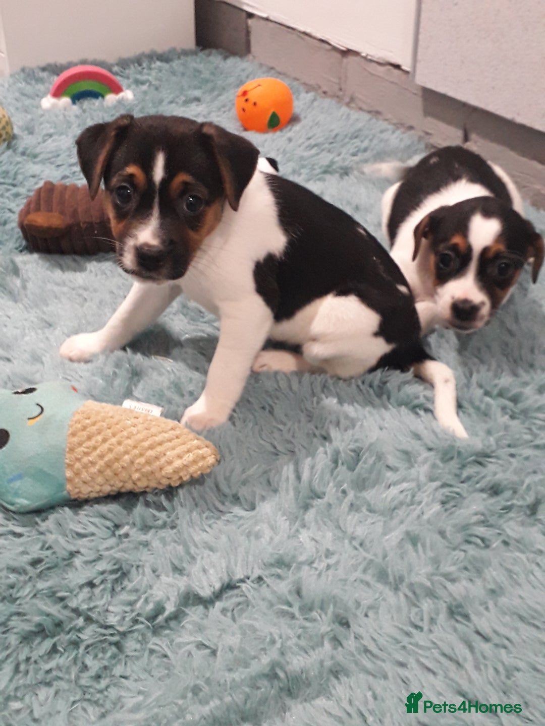 Jack Russell dogs for sale: Stunning jack Russell puppies  - Image 10