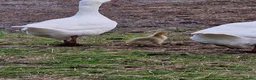 Geese poultry for sale: Grey sebastopol x emden  - Advert 2