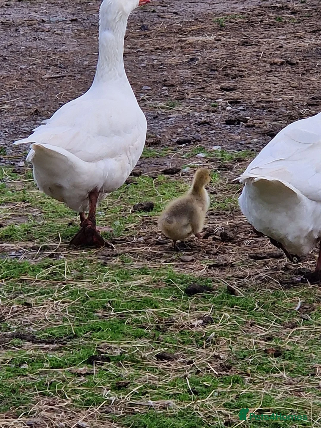 Geese poultry for sale: Grey sebastopol x emden  - Advert 2