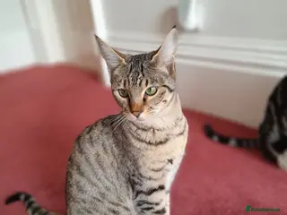 Savannah cats TICA Reg, F5 Pedigree Girl Kitten - Advert 1