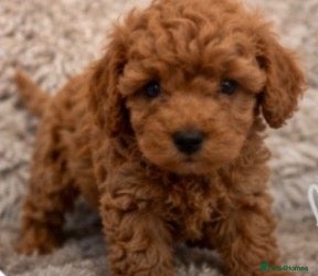 Cavapoochon dogs for sale: Health Tested Parents Cavapoochon 1 boy left - Advert 14