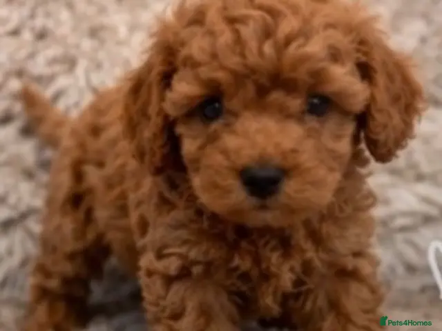 Cavapoochon dogs for sale: Health Tested Parents Cavapoochon 1 boy left - Advert 10