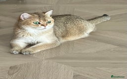 British Shorthair cats for sale: GCCF BSH fluffy kittens - Image 10
