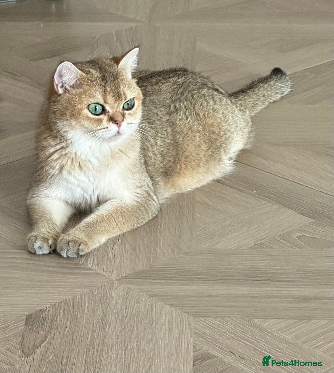 British Shorthair cats for sale: GCCF BSH fluffy kittens - Image 10