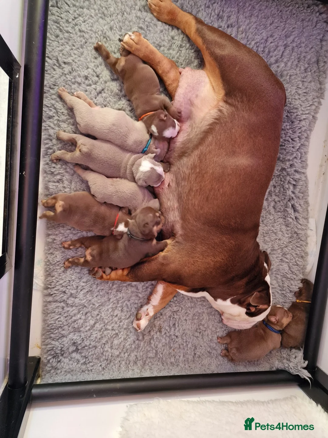 English Bulldog dogs for stud: Beautiful lilac and tan british bulldog for stud  in Norwich - Advert 7