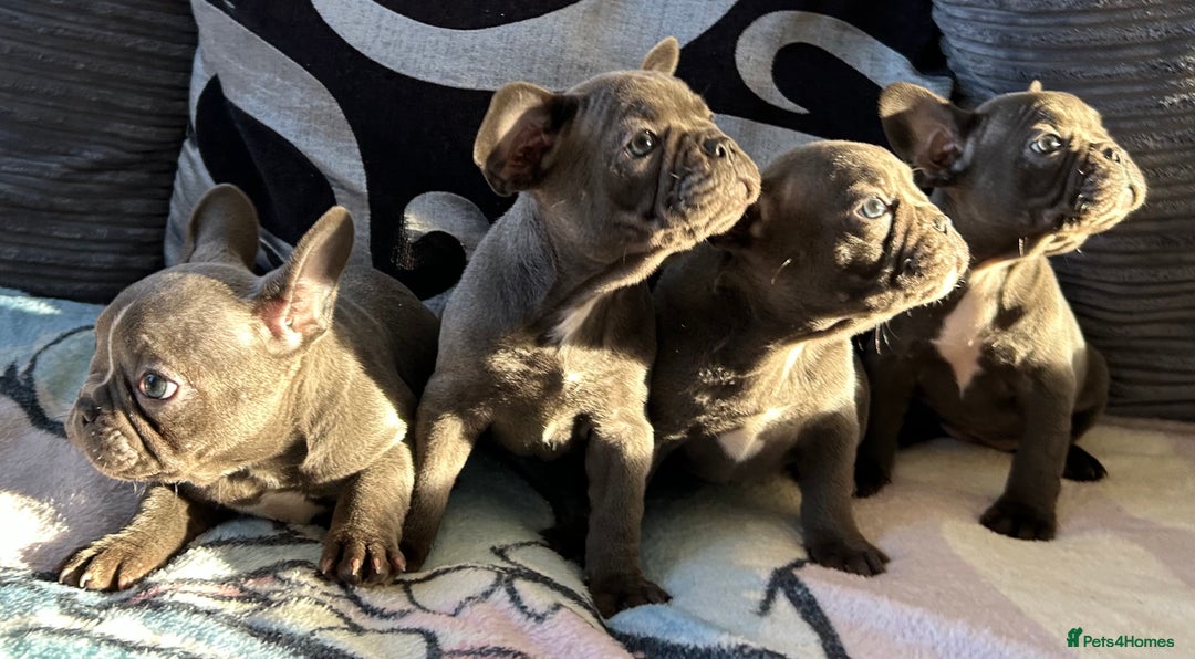 French Bulldog dogs for sale: 4 Solid Blue French Bulldog Girls - Advert 8