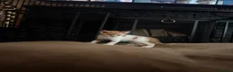 Mixed Breed cats for sale: 4 Kittens looking for a forever home  in Worcester - Advert 7