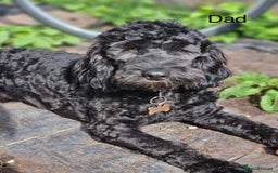 Mixed Breed dogs for sale: Springer spaniel X F1 Cockapoo  - Image 8