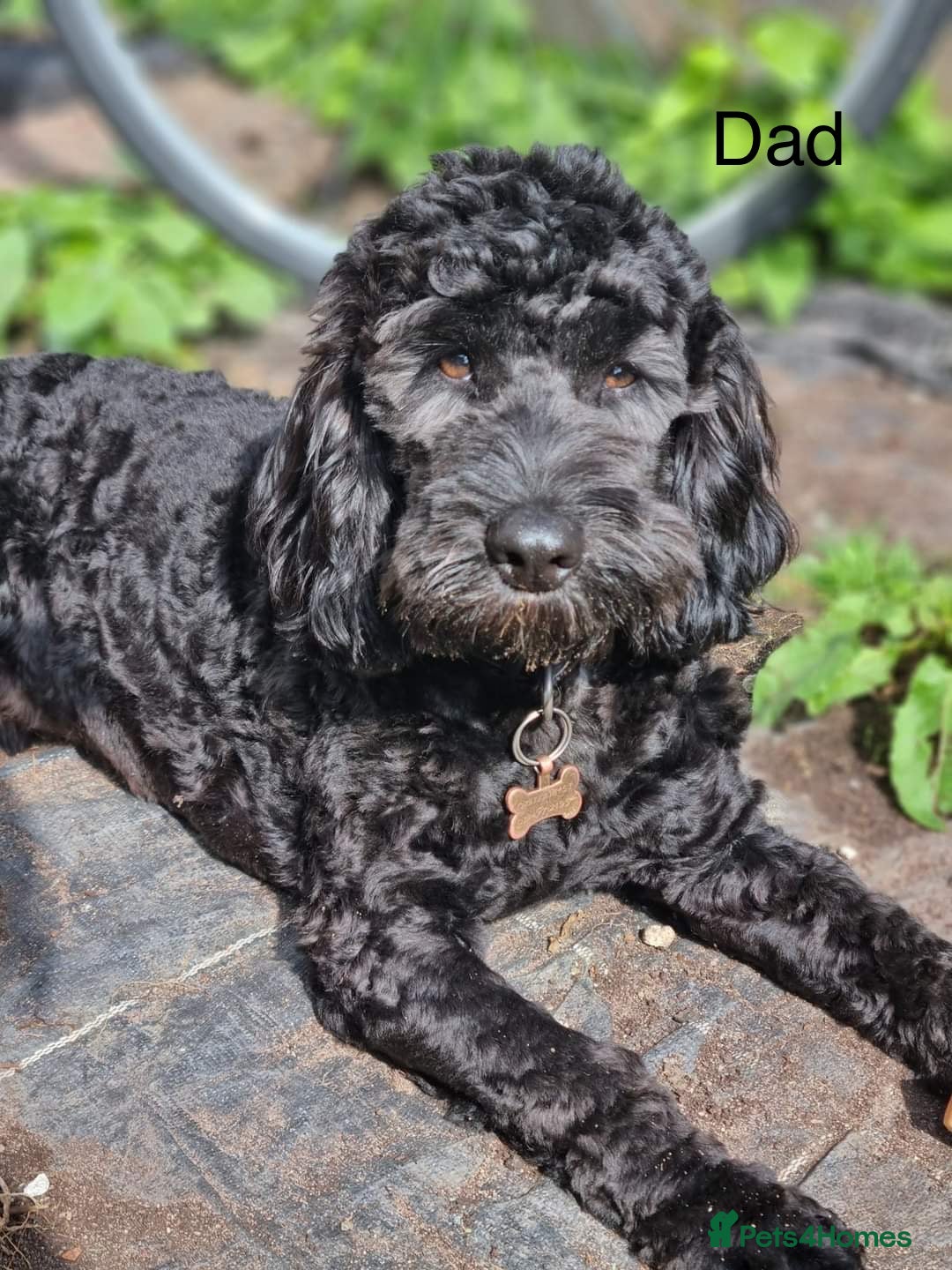 Mixed Breed dogs for sale: Springer spaniel X F1 Cockapoo  - Image 8