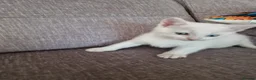 Turkish Angora cats for sale: Beautiful, Healthy-looking Turkish Angora kitten! in Slough - Advert 8