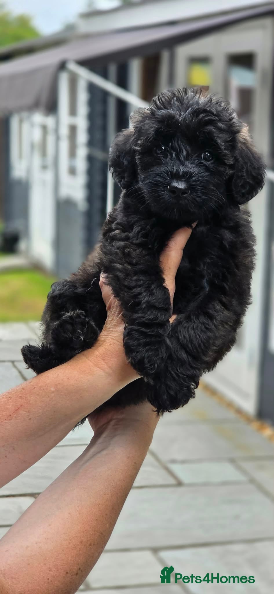 Schnoodle dogs Last 1 left, beautiful boy Schnoodle  - Advert 3