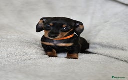 Dachshund dogs for sale: mini dachshund  - Image 10