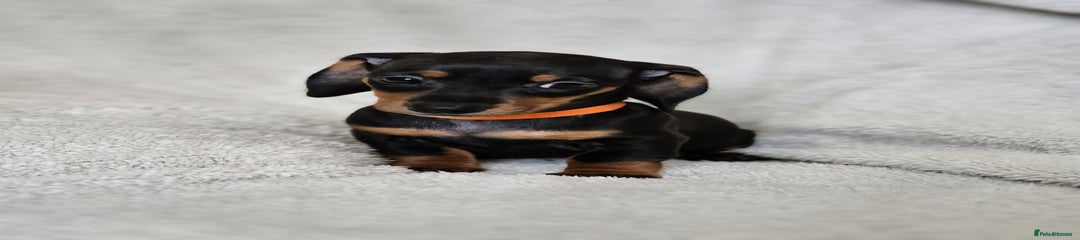 Dachshund Puppy 3