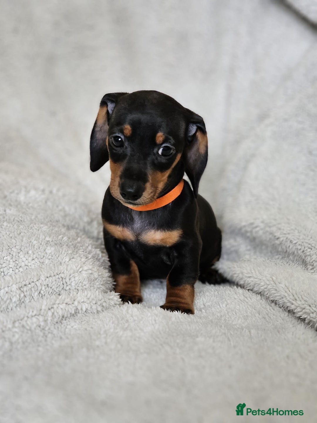 Dachshund dogs for sale: mini dachshund  - Image 10