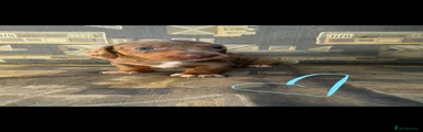 Dachshund 2