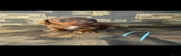 Dachshund dogs for sale: Beautiful dachshund puppies unusual colours  in Ammanford - Advert 4