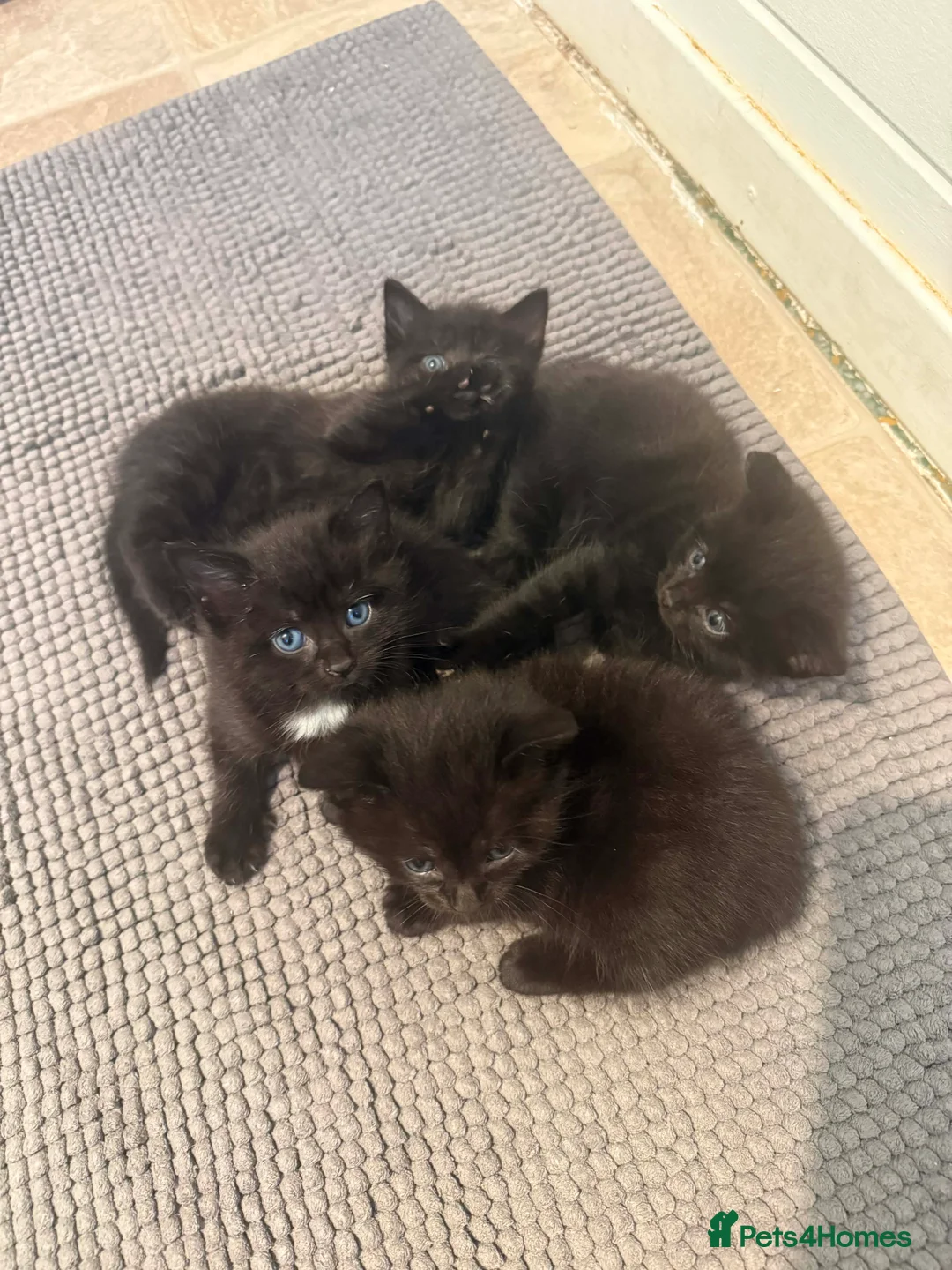 Mixed Breed cats for sale: 2 male kittens left  - Advert 2