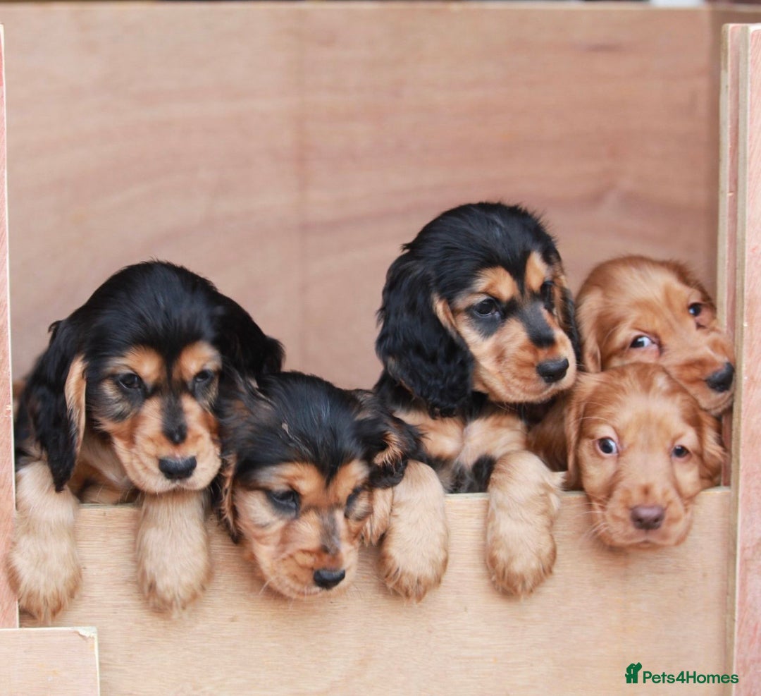 Cocker Spaniel dogs for sale: Full Cocker Spaniels Puppies  - Image 7