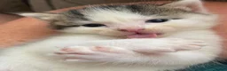Mixed Breed cats for sale: 5 little kittens looking for there forever home - Advert 14